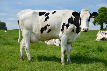 Troupeau vaches prim Holstein