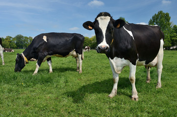 Troupeau vaches prim Holstein