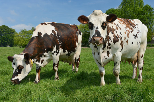 Vache race normandes au pr&eacute;