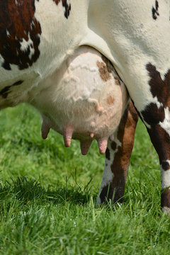 Vache race normandes au pr&eacute;, mamelle