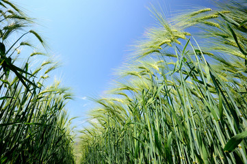 Culture céréales, champ d'orge et escourgeon