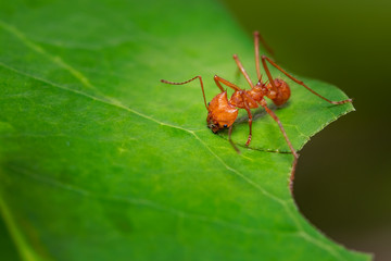 Ant on leaf