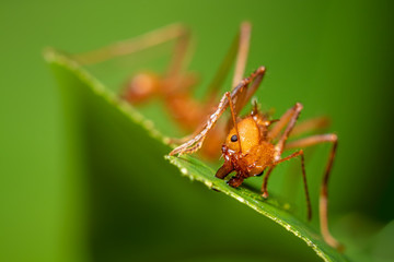 Ant on leaf