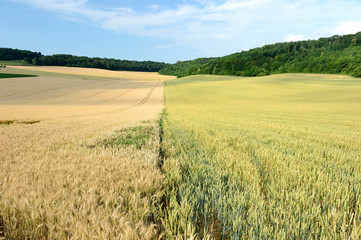 Champs de blé contigus semés avec 2 variétés différentes n'ayant pas les même maturités