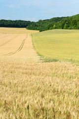 Champs de blé contigus semés avec 2 variétés différentes n'ayant pas les même maturités
