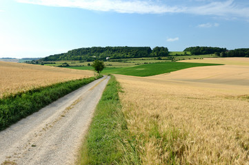 Fototapeta na wymiar Chemin de plaine bordé par un champ d'orge et un champ de blé
