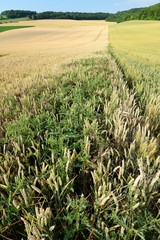 Chardon dans un champ de blé