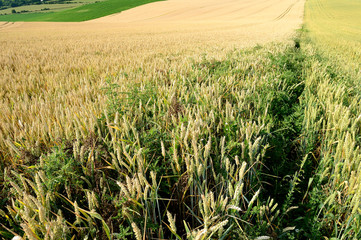 Chardon dans un champ de blé