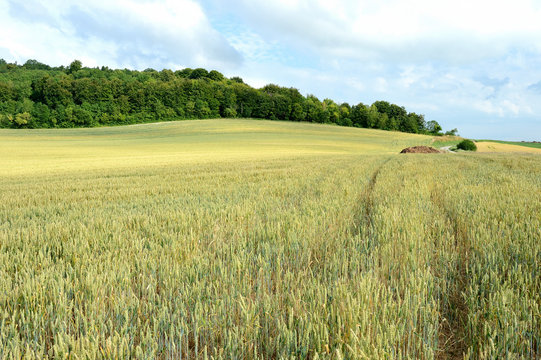 Champ De Blé En Bordure De Forêt.