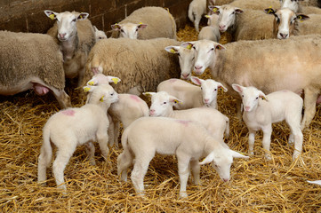 Brebis et agneaux dans une bergerie. Agneaux de boucherie