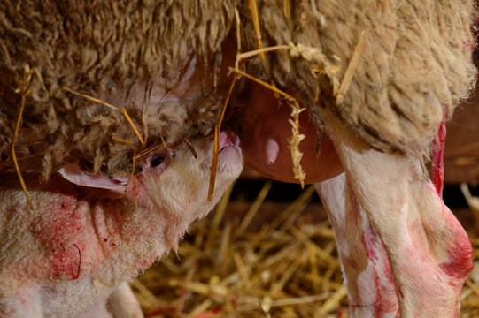 Mise bas d'une brebis. Agnelage, premi&egrave;res tet&eacute;es