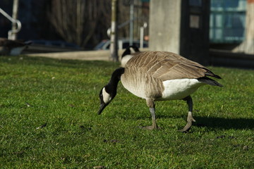 Canadian goose season