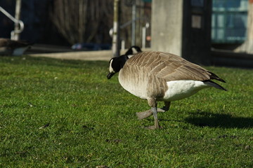 Canadian goose season
