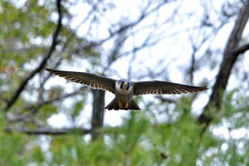 ハヤブサの正面からの飛翔シーン