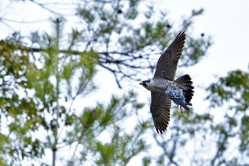 鳩を持って飛ぶ繁殖期のハヤブサ