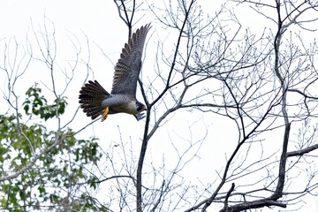 ハヤブサの飛翔シーン
