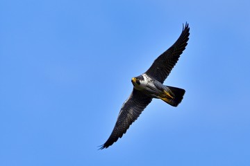 青空バックに悠然と飛ぶハヤブサ
