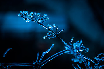 Ice covered plant in the morning ,blue image with room for text, concept cold winter.