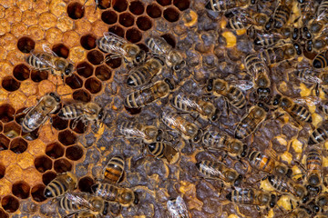 A bunch of bees on a honeycomb in a hive