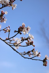 3月に咲く桜
