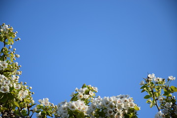 color pears against the sky