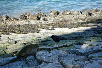 A crow on the rock