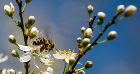 bee collects pollen from the flowers of the flowering tree. Flowering trees in the first days of spring in March. A beautiful decoration
