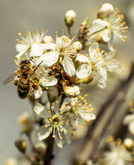 bee collects pollen from the flowers of the flowering tree. Flowering trees in the first days of spring in March. A beautiful decoration