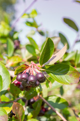Chokeberry grows on a Bush in late summer