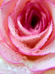rose, pinkrose, flower, macro, waterdrop, bloom, plant, beauty