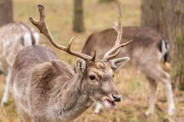 Naklejka na ściany i meble ein junger Damhirsch