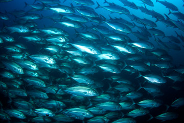 Tuna fish underwater in ocean 