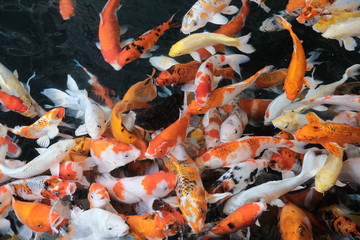 a lot of koi fish in the pond