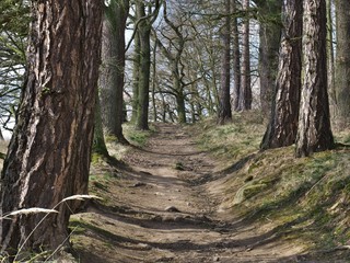 Trees on a hiking path in central Bohemia