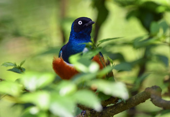 Supreme Starling bird at KL Bird Park