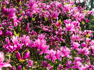 Fototapeta premium 花