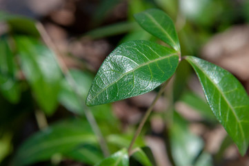 Green leaves in forest ground