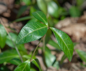 Green leaves in forest ground