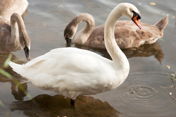 White adult swan floats on the lake, near the shore
