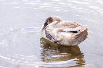 A beautiful swan washes on the lake