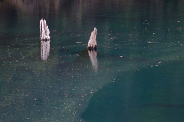 Trunks of dead trees in the Arco Iris lagoon.