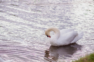 A beautiful swan washes on the lake