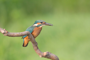 The Kingfisher catch the common pond skater (Alcedo atthis and Gerris lacustris)