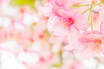 河津桜