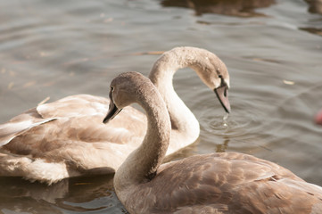 A young swan swims along the lake, near the shore