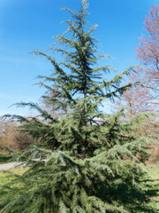 Cedrus deodara | Jeune c&egrave;dre de l'Himalaya de port pyramidale avec cime inclin&eacute;e au feuillage velout&eacute; bleu-vert