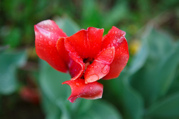 Red tulip after the rain