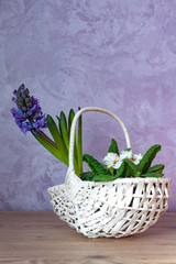 Flower composition of Blue hyacinths and white Primrosein in wicker basket. Copy space