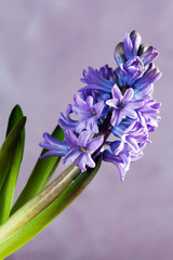 Purple hyacinthus flower in closeup on blue background.
