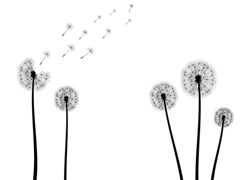 Pusteblume